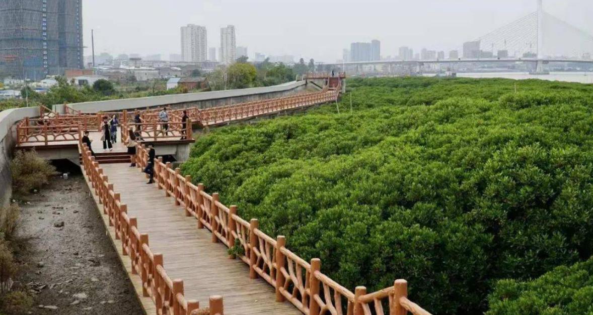 蒼南龍港紅樹林省級濕地公園河道清淤項(xiàng)目